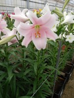 [5145 Mitsuyo 18 ST No01.JPG]